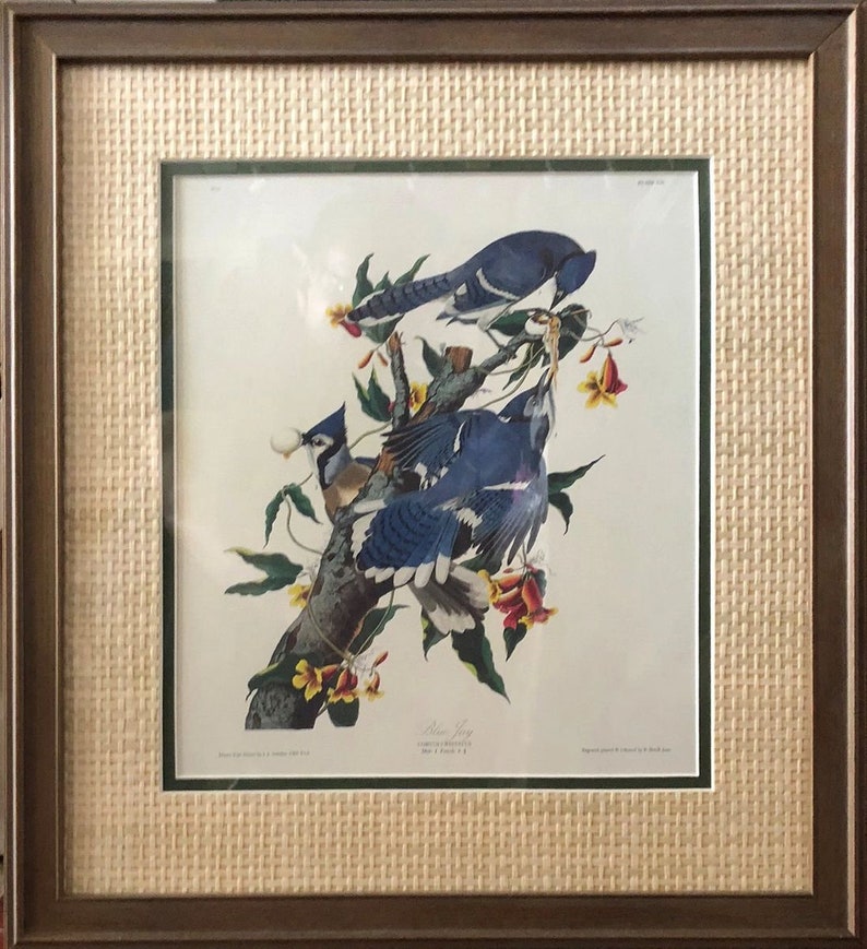 JJ Audubon Print of Blue Jays/ Corvus Cristatus/ William H. Coverdale