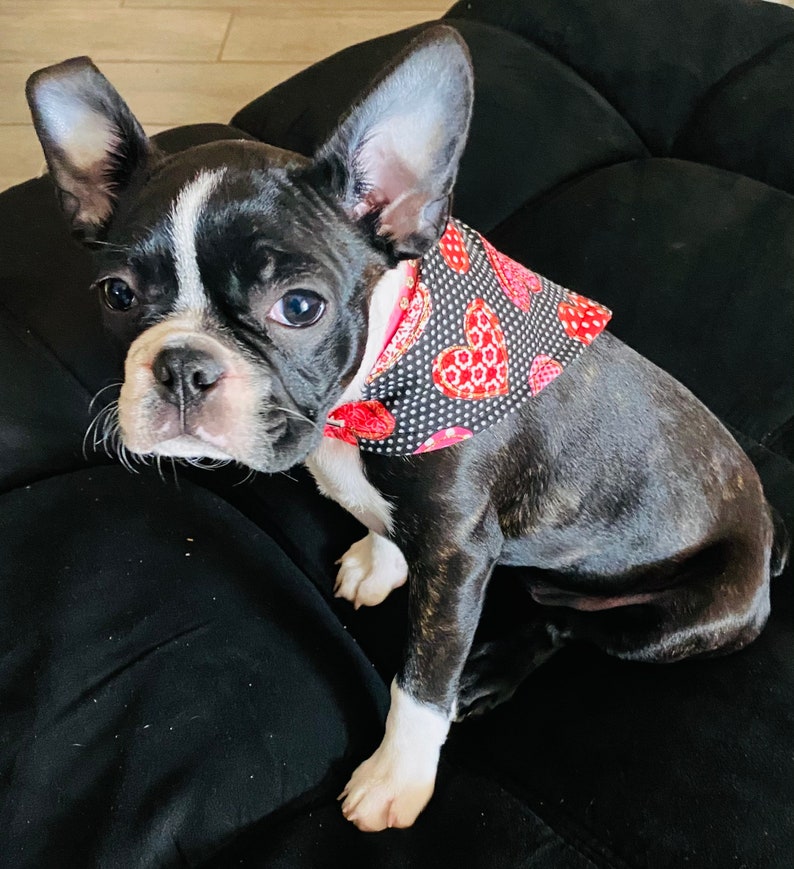 Small dog hearts and polka dots neck scarf.