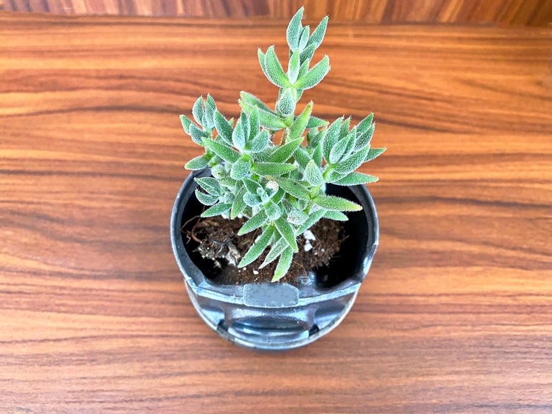 Real Car Piston Flower Pot / Real Car Engine Parts / Upcycled / Flower