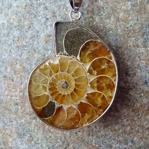 Op de afbeelding: Een zilveren hanger met een gefossiliseerde ammoniet met een spiraalvormig patroon in tinten bruin, geel en wit. De hanger is bevestigd aan een zwart koord.