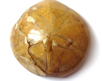 化石ウニ、展示品、コレクターズアイテム - Etsy 日本