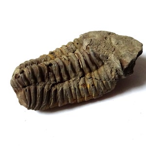 Peut inclure: Un trilobite fossilis&eacute;, un arthropode marin pr&eacute;historique, de couleur gris fonc&eacute; et brun. Le fossile est pr&eacute;serv&eacute; dans une matrice rocheuse.