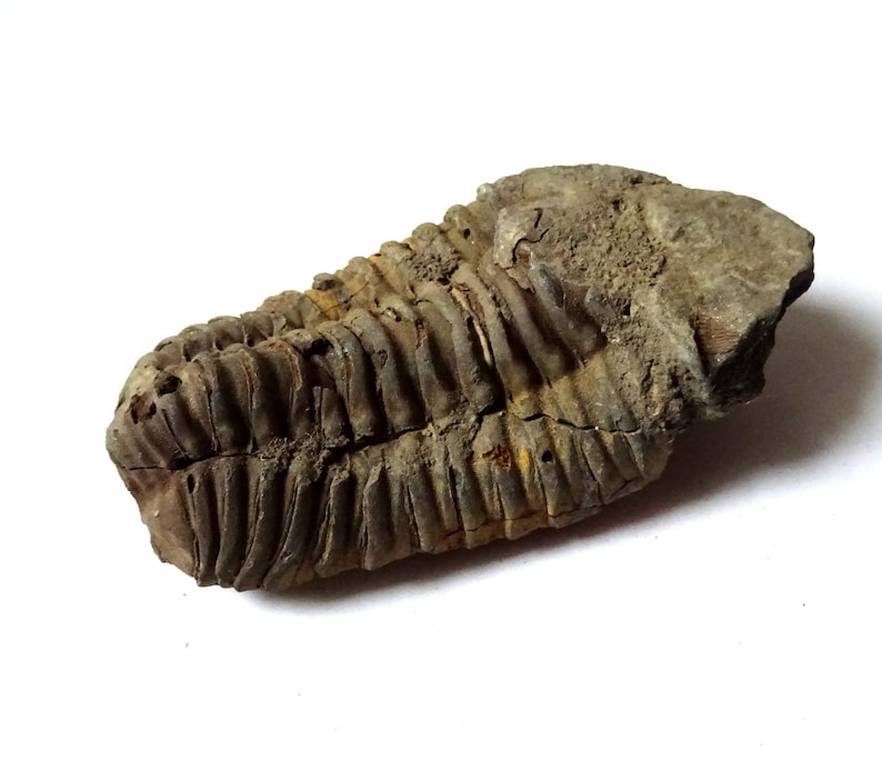 Peut inclure: Un trilobite fossilis&eacute;, un arthropode marin pr&eacute;historique, de couleur gris fonc&eacute; et brun. Le fossile est pr&eacute;serv&eacute; dans une matrice rocheuse.
