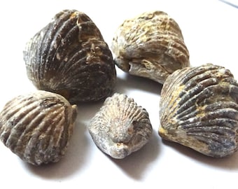 5 Brachiopodes, Spirifer, Brachiopode, Rhynchonella Brachiopode