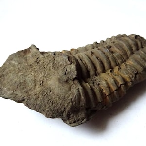 Peut inclure: Un trilobite fossilis&eacute;, un arthropode marin pr&eacute;historique, pr&eacute;serv&eacute; dans une matrice rocheuse grise. L'exosquelette segment&eacute; du trilobite est visible, avec des d&eacute;tails complexes de sa structure corporelle.