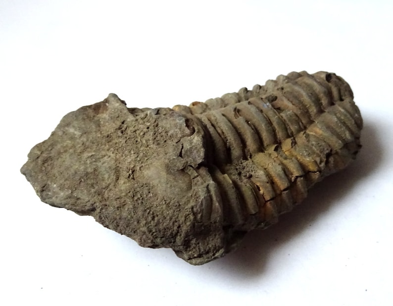 Peut inclure: Un trilobite fossilis&eacute;, un arthropode marin pr&eacute;historique, pr&eacute;serv&eacute; dans une matrice rocheuse grise. L'exosquelette segment&eacute; du trilobite est visible, avec des d&eacute;tails complexes de sa structure corporelle.