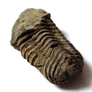 Peut inclure: Un trilobite fossilis&eacute;, un type d'arthropode marin &eacute;teint, avec un exosquelette segment&eacute; gris fonc&eacute;. Le fossile est pr&eacute;serv&eacute; en position enroul&eacute;e, montrant les d&eacute;tails complexes de son corps.