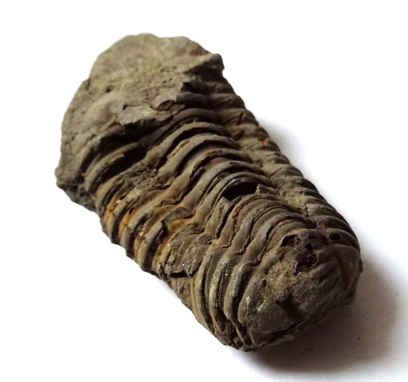 Peut inclure: Un trilobite fossilis&eacute;, un type d'arthropode marin &eacute;teint, avec un exosquelette segment&eacute; gris fonc&eacute;. Le fossile est pr&eacute;serv&eacute; en position enroul&eacute;e, montrant les d&eacute;tails complexes de son corps.