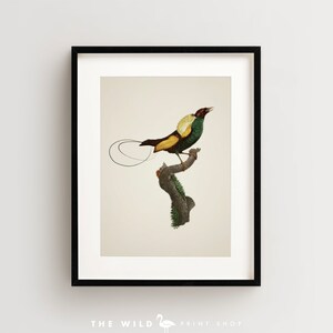 Bird of Paradise Print, Vintage Bird Print, Tropical Bird Print, Bird Wall Art, Bird Art Vertical