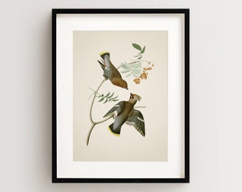 Vintage Bird Print, Bohemian Waxwing Print, Bird Wall Art, Audubon Bird Print, Bird Art Vertical