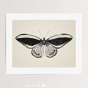 May include: A black and white illustration of a butterfly with a wingspan of approximately 6 inches. The butterfly has a gray body and black wings with white stripes.