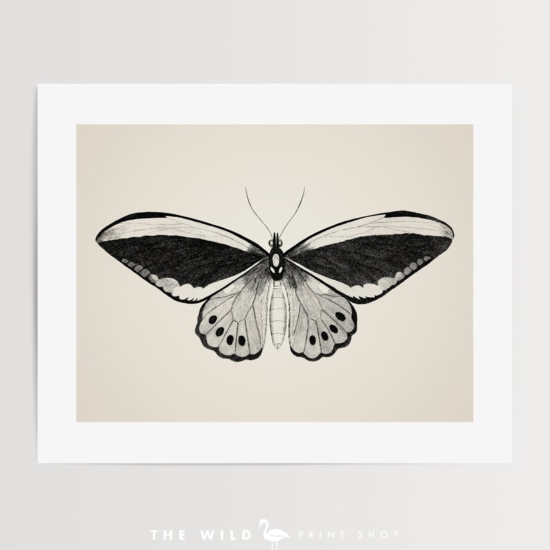 May include: A black and white illustration of a butterfly with a wingspan of approximately 6 inches. The butterfly has a gray body and black wings with white stripes.