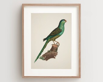 Vintage Parrot Print, Ingambe Parakeet Print, Parrot Print, Vintage Bird Print, Bird Wall Art, Bird Art Vertical