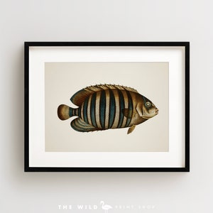 Vintage Fish Print, Tropical Fish Print, Fish Wall Art, Nautical Print, Horizontal