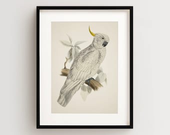 Vintage Parrot Print, Sulfur Crested Cockatoo Print, Parrot Print, Vintage Bird Print, Bird Wall Art, Bird Art Vertical