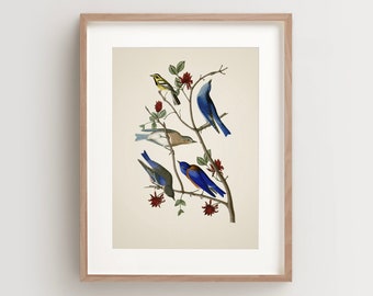 Vintage Bird Print, Townsends Warbler Print, Bird Wall Art, Audubon Bird Print, Bird Art Vertical