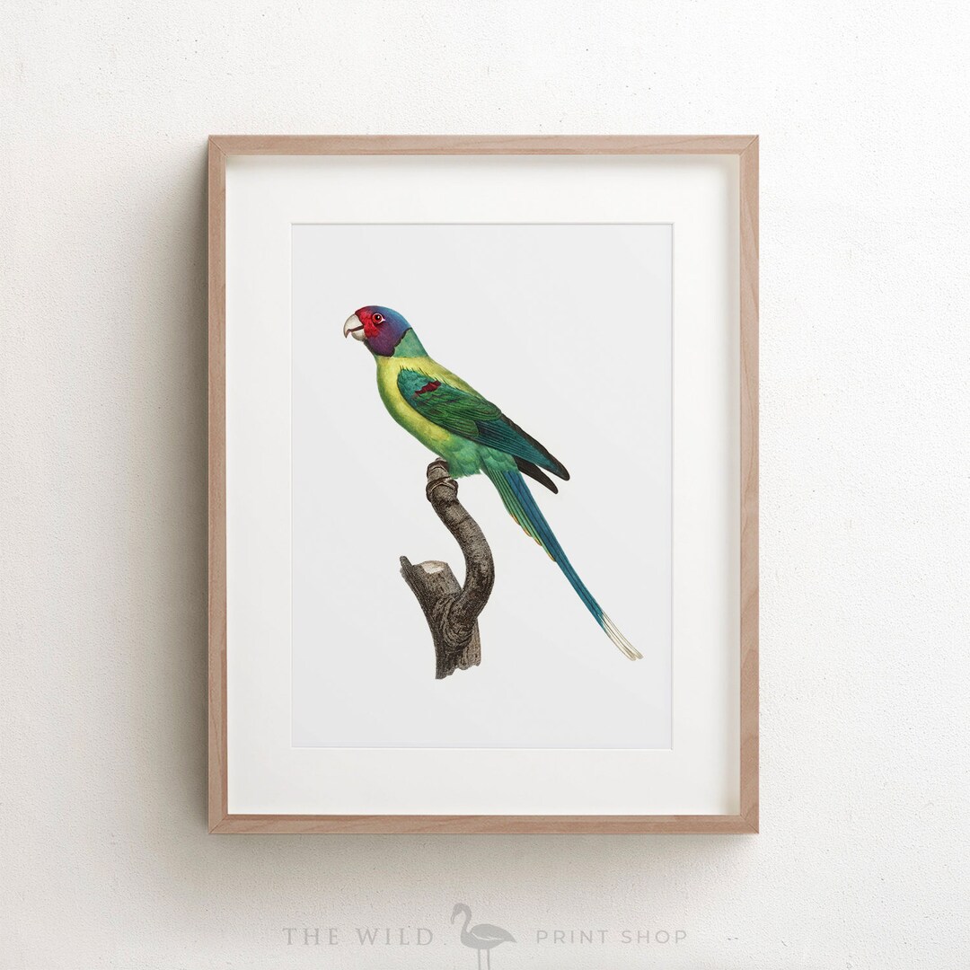 Vintage Parrot Print Plum Headed Parakeet Print Parrot - Etsy