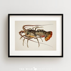 Lobster Print, Vintage Lobster Print, Lobster Wall Art, Nautical Print, Horizontal
