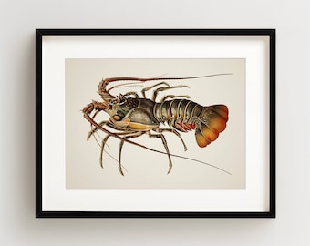 Lobster Print, Vintage Lobster Print, Lobster Wall Art, Nautical Print, Horizontal