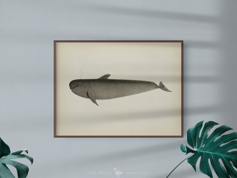 Vintage Wale Print Wale Wall Art Wale Print Nautical Print