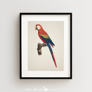 Vintage Parrot Print, Macaw Print, Parrot Print, Vintage Bird Print, Bird Wall Art, Bird Art Vertical
