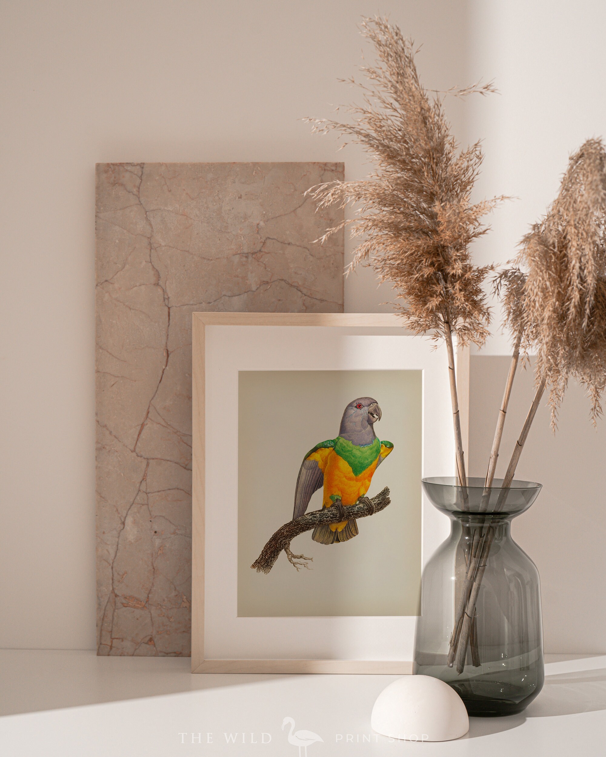 Vintage Parrot Print Senegal Parrot Print Parrot Print | Etsy