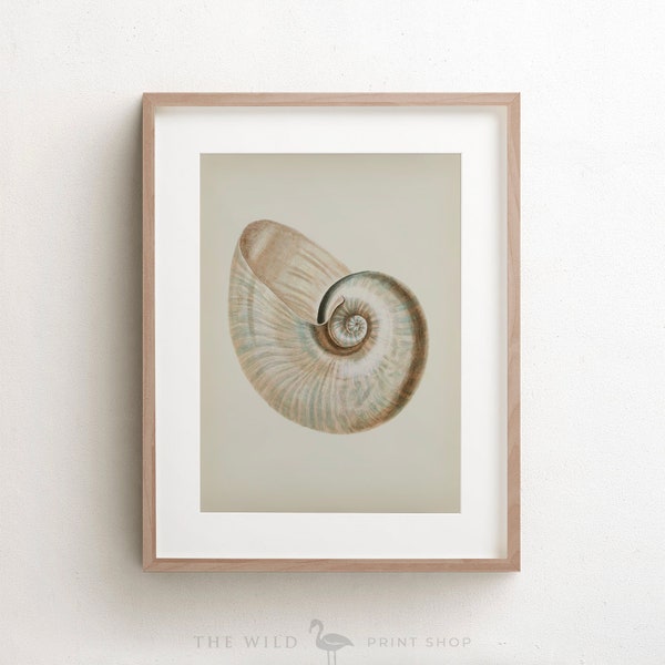 Nautilus Shell Print, Seashell Print, Vintage Seashell Print, Seashell Wall Art, Nautical Print, Unframed Print