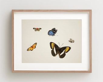 Vintage Butterfly Print, Butterfly Art Print, Butterfly Wall Art, Horizontal