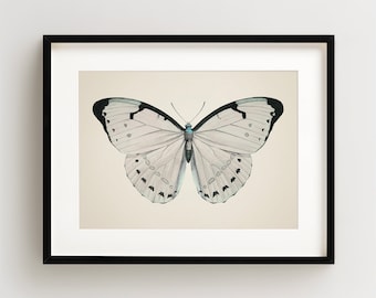 Vintage Butterfly Print, Butterfly Art Print, Butterfly Wall Art, Horizontal