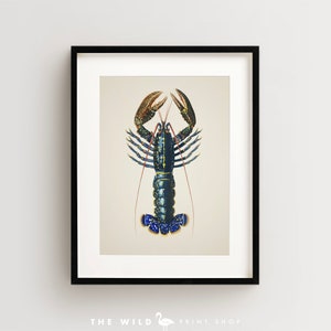Lobster Print, Vintage Lobster Print, Lobster Wall Art, Nautical Print Vertical