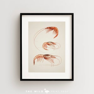 Shrimp Print, Vintage Shrimp Print, Shrimp Wall Art, Nautical Print Vertical