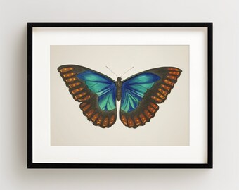 Vintage Butterfly Print, Butterfly Art Print, Butterfly Wall Art, Horizontal
