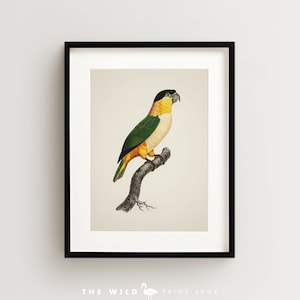 Vintage Parrot Print, Black Headed Parrot Print, Parrot Print, Vintage Bird Print, Bird Wall Art, Bird Art Vertical