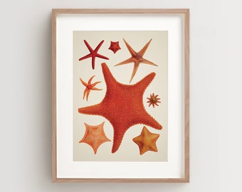 Starfish Print, Seashell Print, Vintage Seashell Print, Seashell Wall Art, Nautical Print Vertical