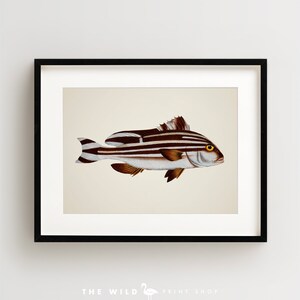 Vintage Fish Print, Tropical Fish Print, Fish Wall Art, Nautical Print, Horizontal