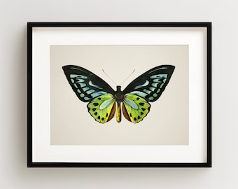 Vintage Butterfly Print, Butterfly Art Print, Butterfly Wall Art, Horizontal