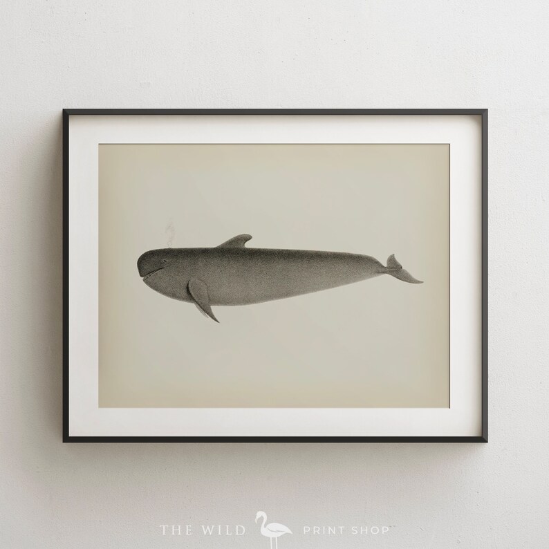 Vintage Wale Print Wale Wall Art Wale Print Nautical Print