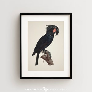 Vintage Parrot Print, Cockatoo Print, Parrot Print, Vintage Bird Print, Bird Wall Art, Bird Art Vertical