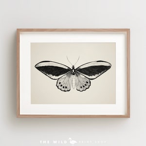 May include: A black and white illustration of a butterfly with a cream background. The butterfly has a large wingspan and intricate details.
