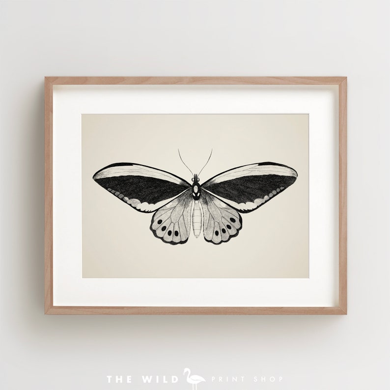 May include: A black and white illustration of a butterfly with a cream background. The butterfly has a large wingspan and intricate details.