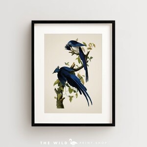 Vintage Bird Print, Columbia Jay Print, Bird Wall Art, Audubon Bird Print, Bird Art Vertical