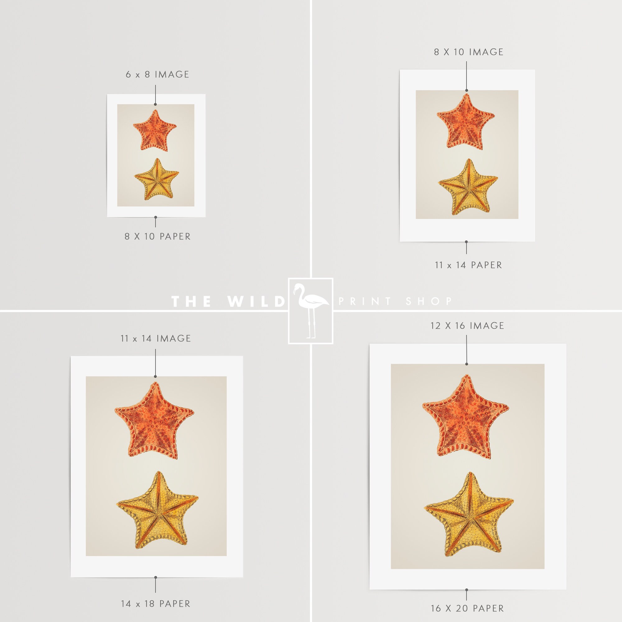 Starfish Print, Seashell Print, Vintage Seashell Print, Seashell Wall ...