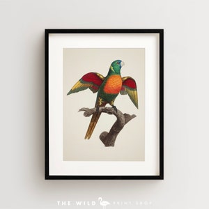 Vintage Parrot Print, Blue Headed Parrot Print, Parrot Print, Vintage Bird Print, Bird Wall Art, Bird Art Vertical