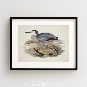 Vintage Bird Print, Heron Print, Coastal Bird Print, Bird Wall Art, Bird Art, Horizontal