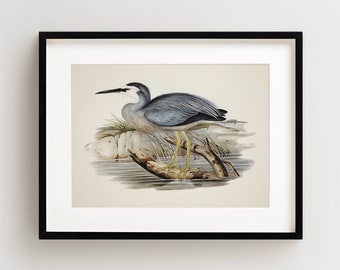 Vintage Bird Print, Heron Print, Coastal Bird Print, Bird Wall Art, Bird Art, Horizontal