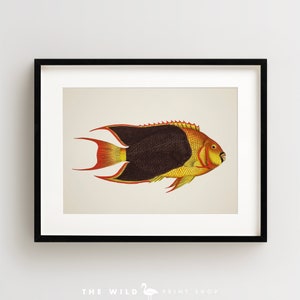 Vintage Fish Print, Tropical Fish Print, Fish Wall Art, Nautical Print, Horizontal
