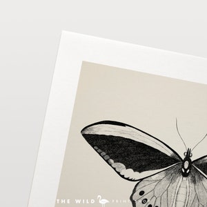 May include: A black and white illustration of a butterfly with its wings spread wide. The butterfly has a detailed design with intricate lines and patterns.