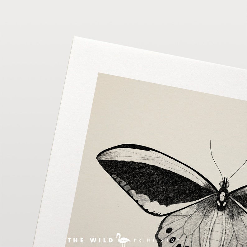 May include: A black and white illustration of a butterfly with its wings spread wide. The butterfly has a detailed design with intricate lines and patterns.