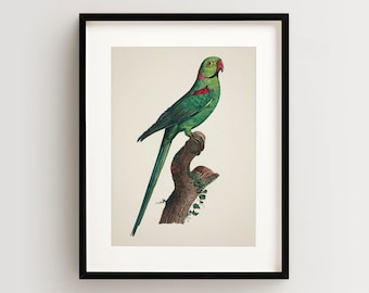 Vintage Parrot Print, Rose Ringed Parakeet Print, Parrot Print, Vintage Bird Print, Bird Wall Art, Bird Art Vertical