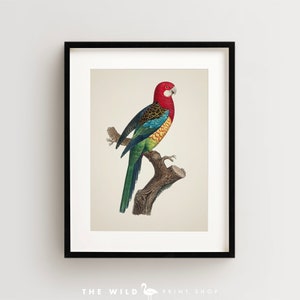 Vintage Parrot Print, Eastern Rosella Print, Parrot Print, Vintage Bird Print, Bird Wall Art, Bird Art Vertical